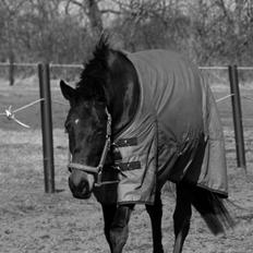Polsk Varmblod Gaja "R.I.P" :'(