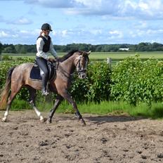 DSP Lundgårds Castillo