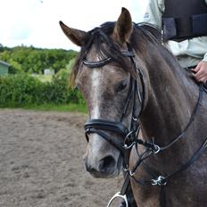 DSP Lundgårds Castillo