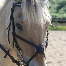 Fjordhest Cirkeline (nye billeder)