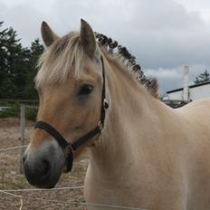 Fjordhest Cirkeline (nye billeder)