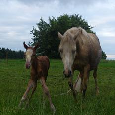 Welsh Partbred (Sec F) Stald Amour´s Commodore
