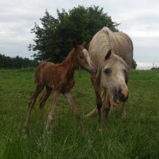 Welsh Partbred (Sec F) Stald Amour´s Commodore