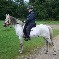 Welsh Pony (sec B) Amigo Blanch