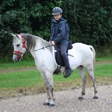 Welsh Pony (sec B) Amigo Blanch