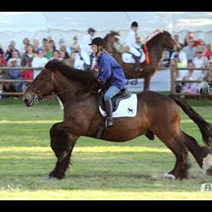 Belgier Bormosens Rollo