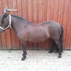 Shetlænder Nicoline ( en lille Stjerne ) <3 <3 <3 (tidligere 