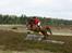 Dansk Varmblod Mons