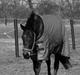 Polsk Varmblod Gaja "R.I.P" :'(