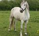 Welsh Pony (sec B) Amigo Blanch