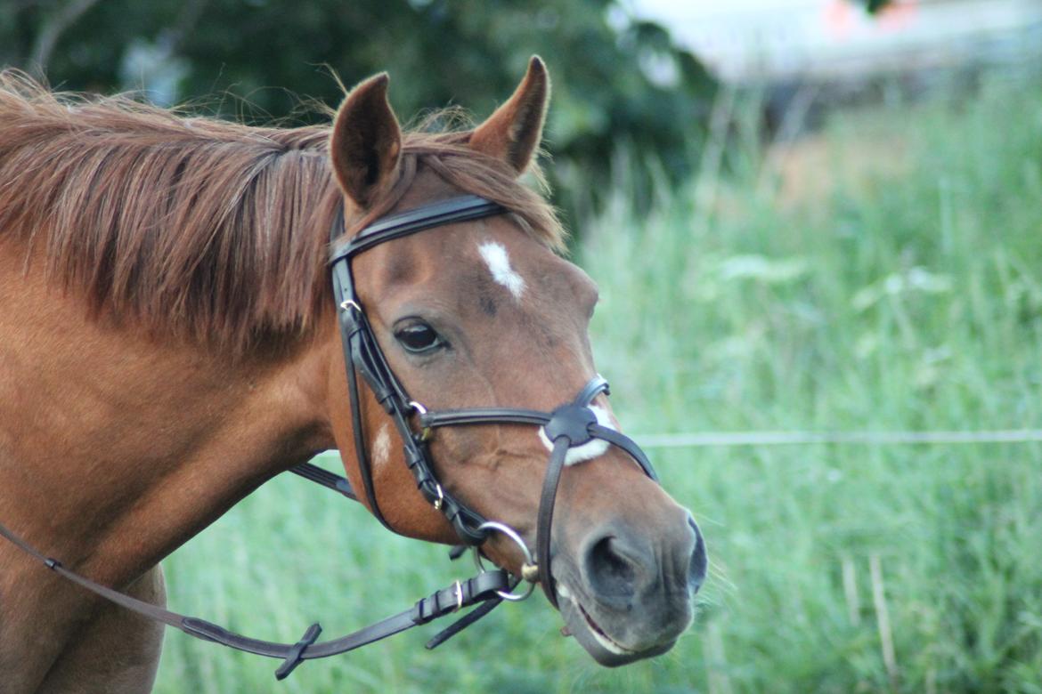 Welsh Partbred (Sec F) Waardhoeve's Ilona *Maggie* billede 18