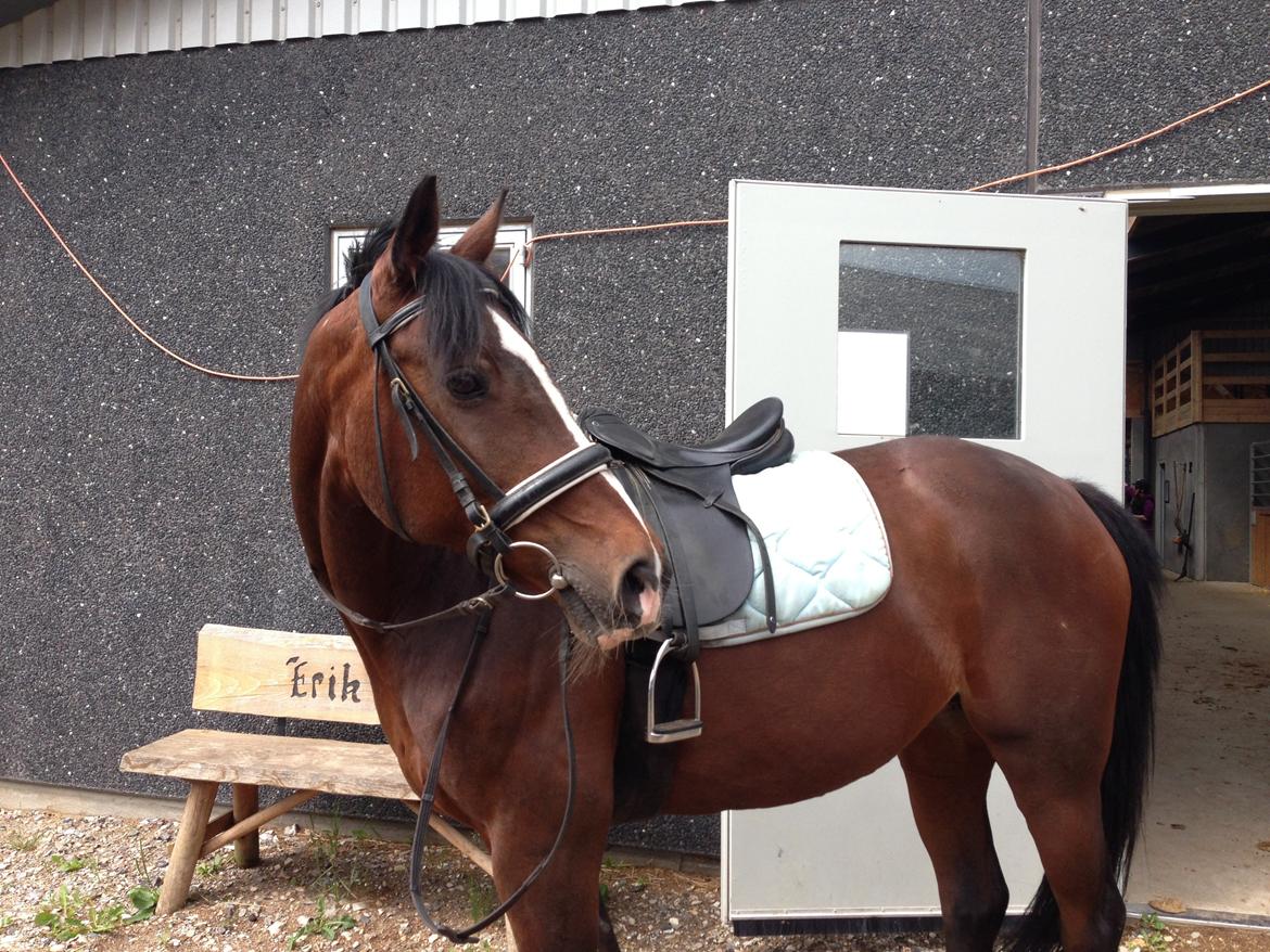 Dansk Varmblod Cavan billede 8