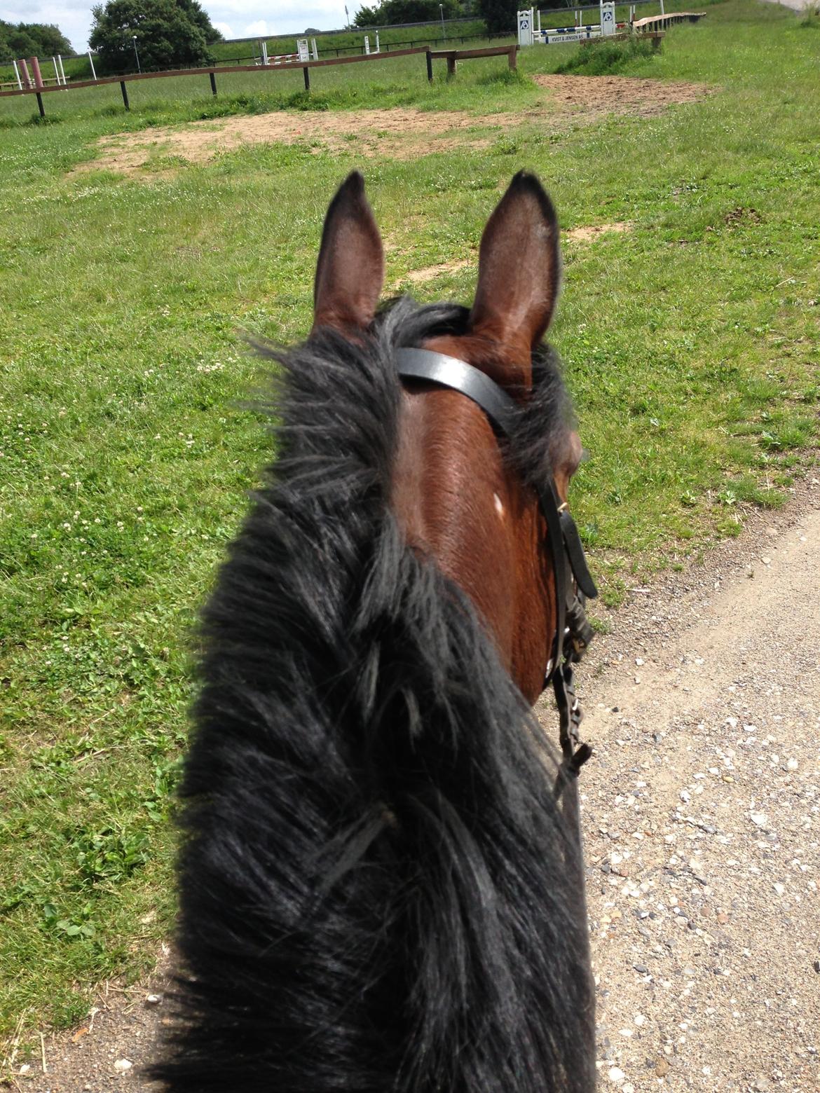 Dansk Varmblod Cavan billede 9