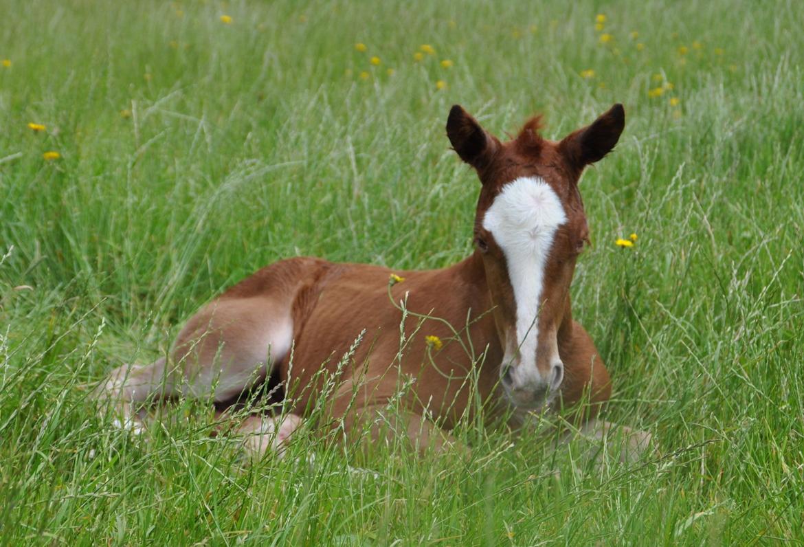 Frederiksborg Nytoftgaards Emira billede 1