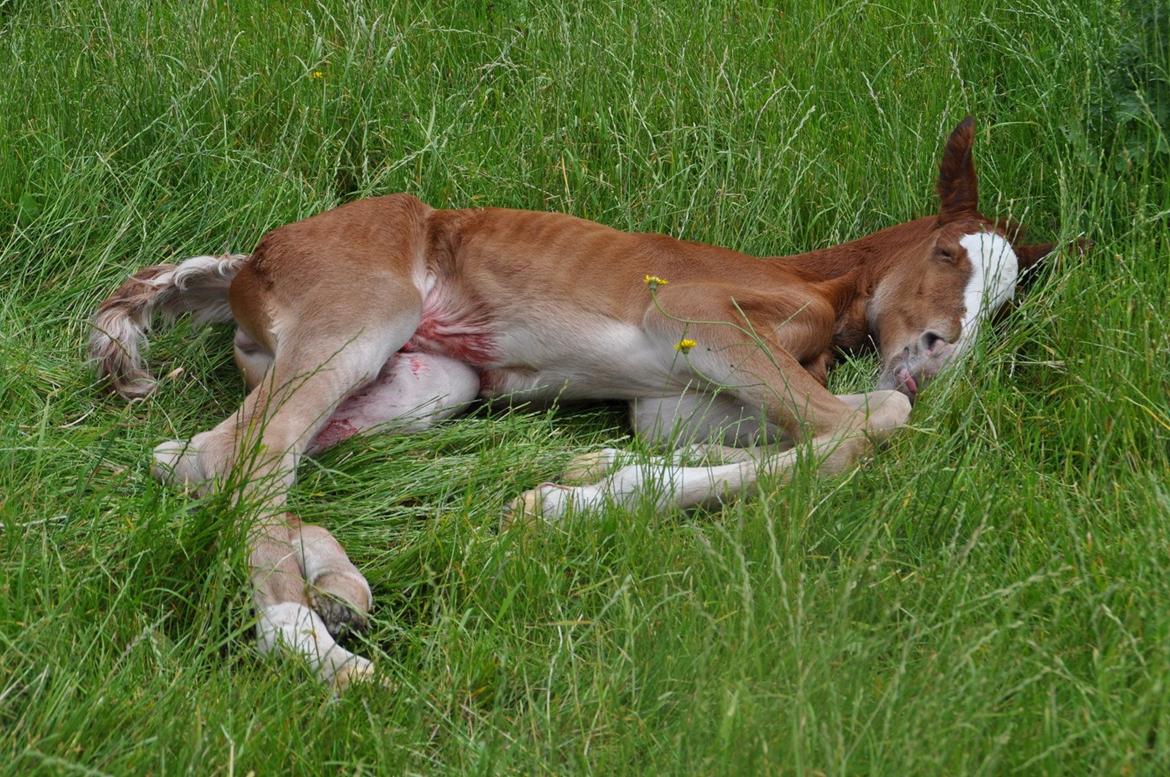 Frederiksborg Nytoftgaards Emira billede 2