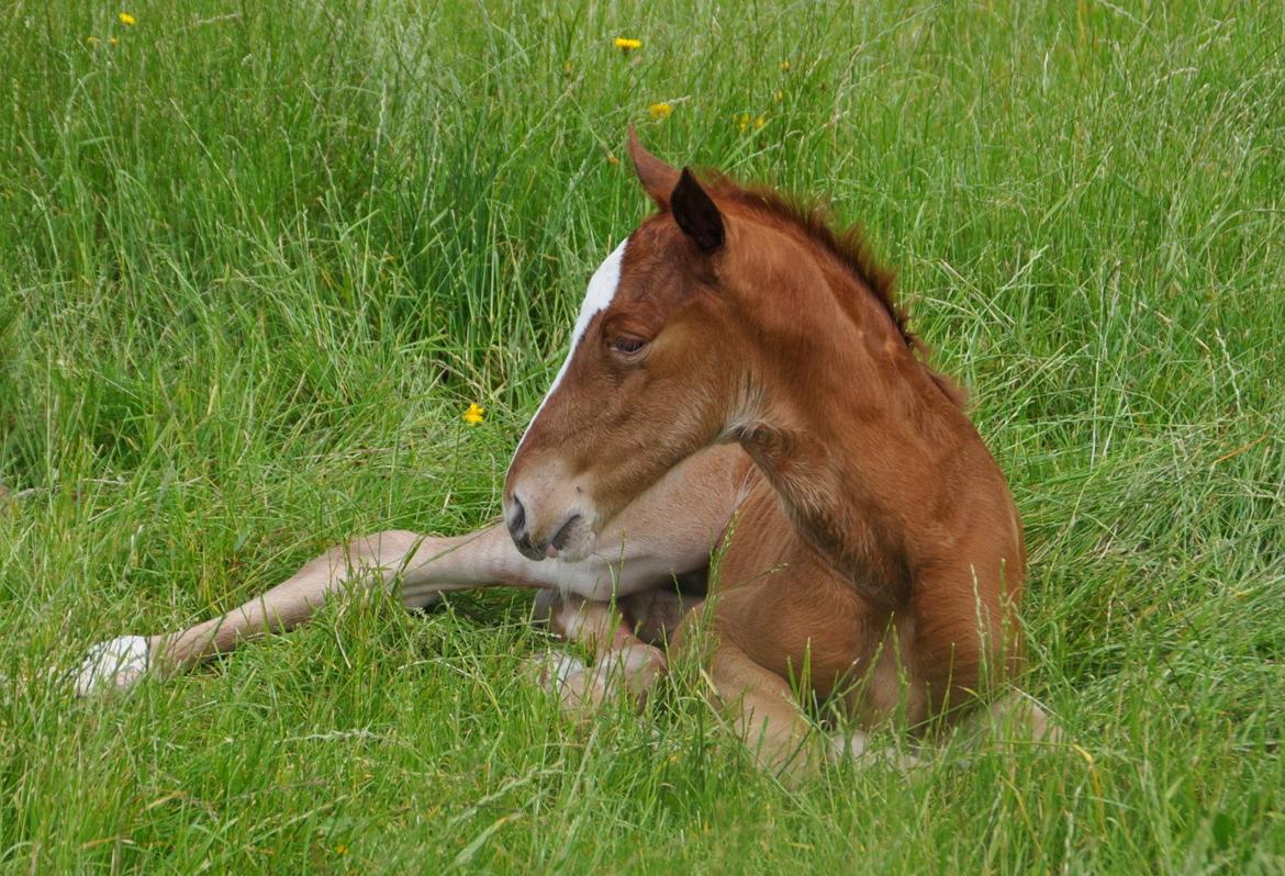 Frederiksborg Nytoftgaards Emira billede 3
