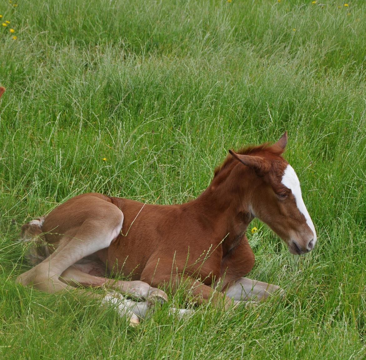 Frederiksborg Nytoftgaards Emira billede 4