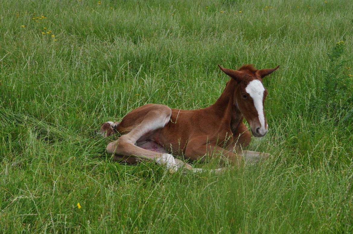 Frederiksborg Nytoftgaards Emira billede 5