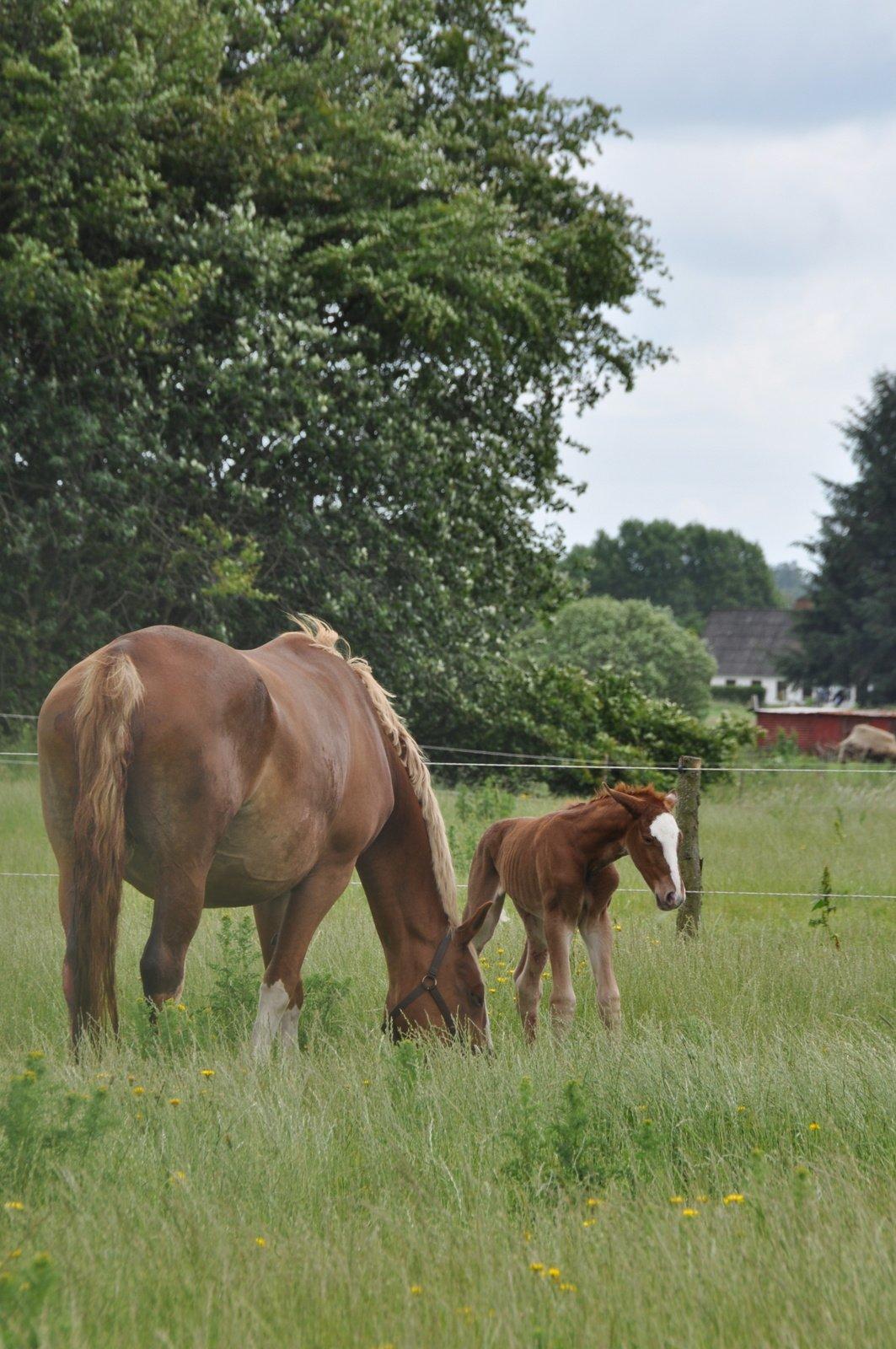 Frederiksborg Nytoftgaards Emira billede 6