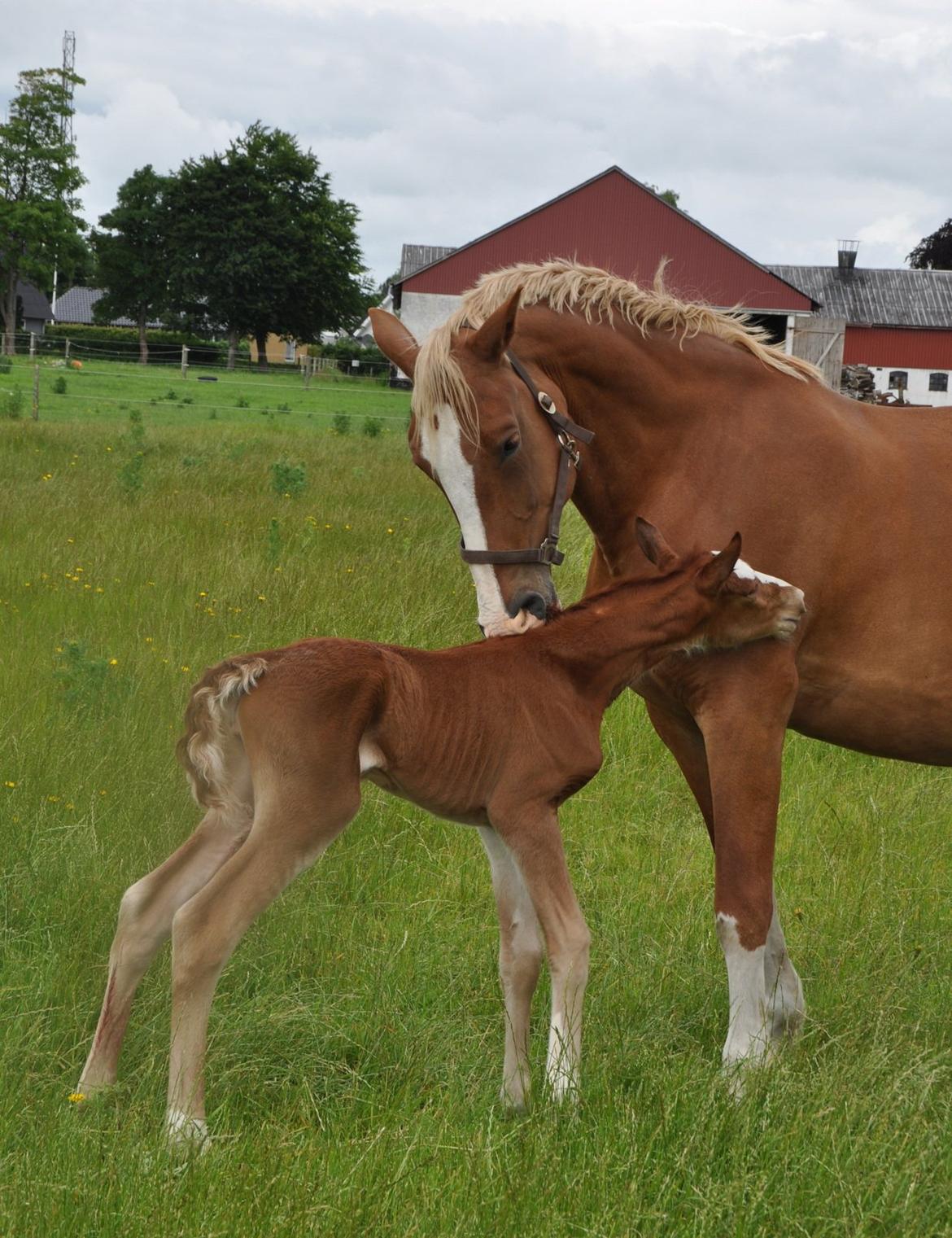 Frederiksborg Nytoftgaards Emira billede 7
