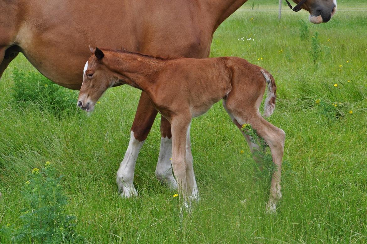 Frederiksborg Nytoftgaards Emira billede 10