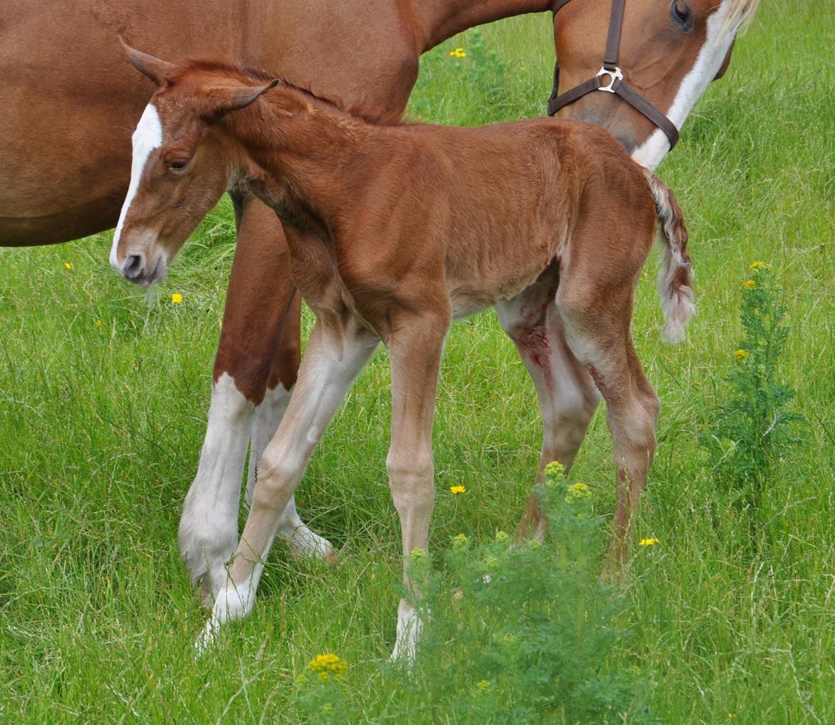 Frederiksborg Nytoftgaards Emira billede 11
