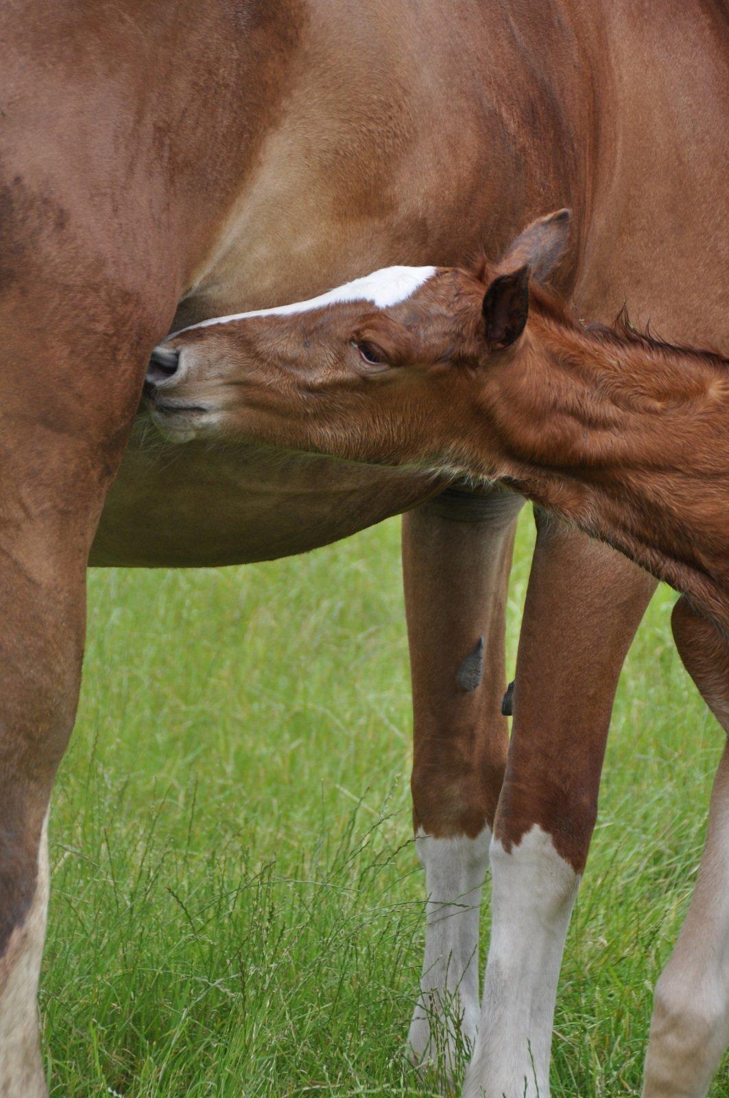 Frederiksborg Nytoftgaards Emira billede 12