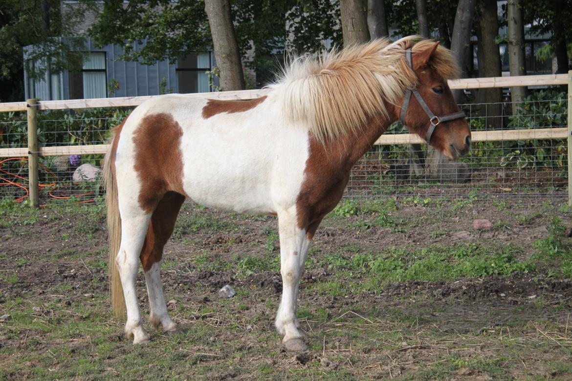 Islænder Aría billede 5