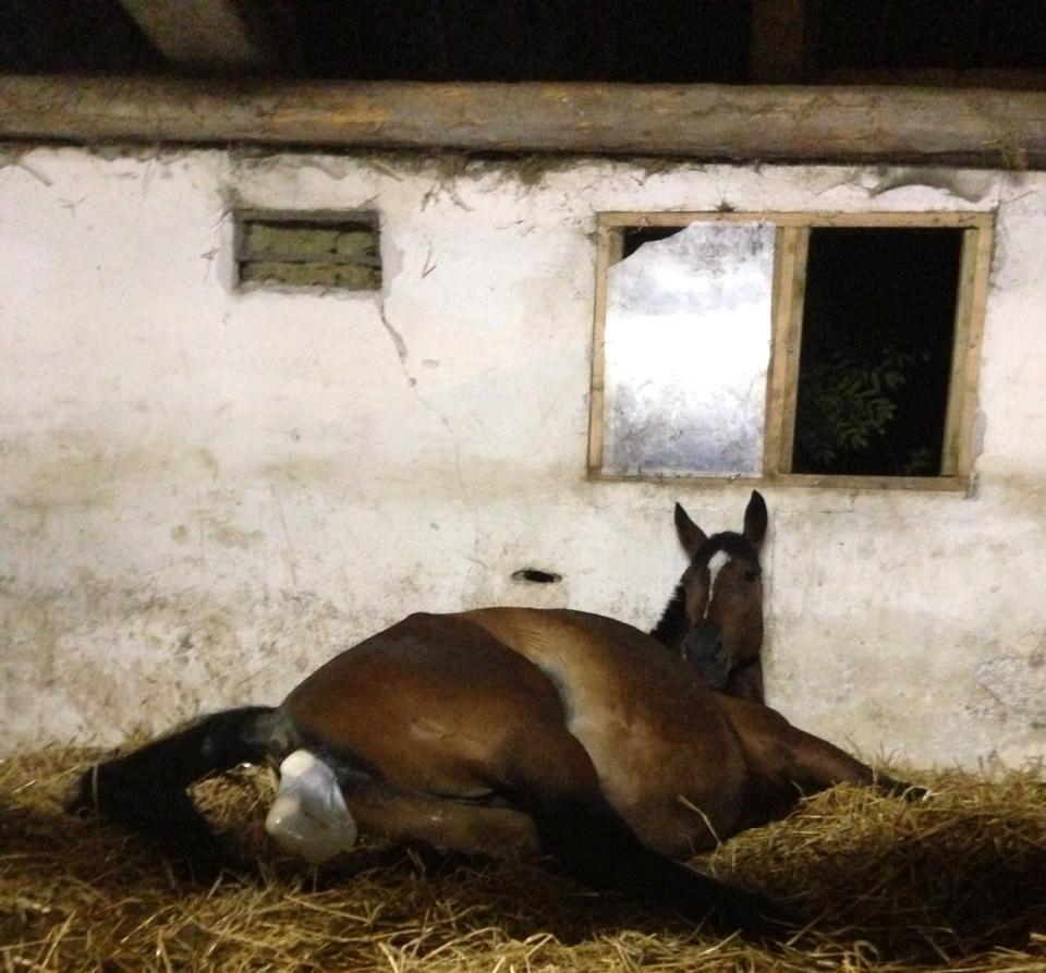 Pinto Lubjiana billede 4