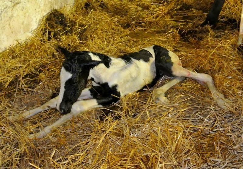 Pinto Lubjiana billede 3