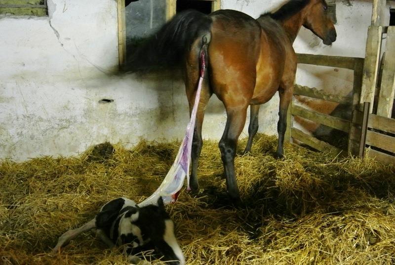 Pinto Lubjiana billede 5