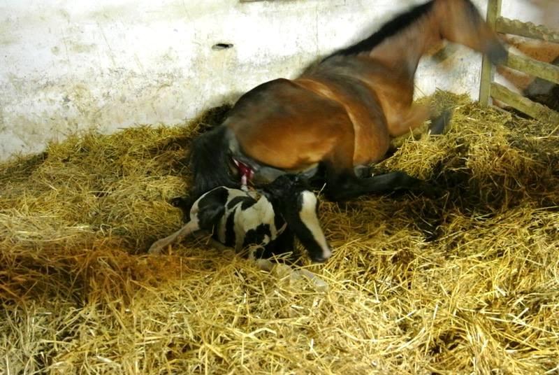 Pinto Lubjiana billede 6