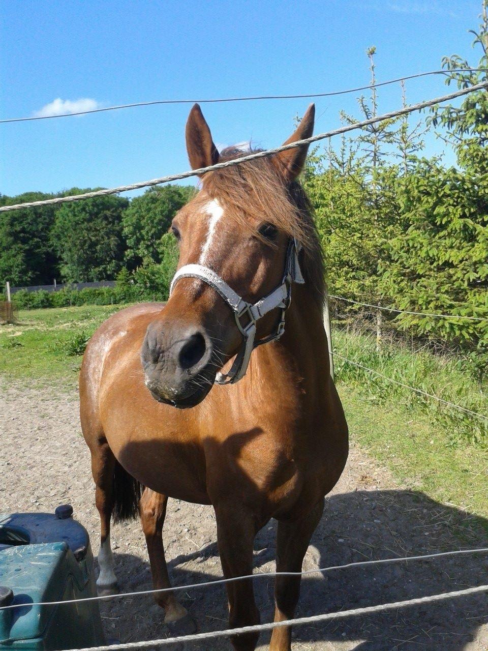 DSP Prima Donna <3 billede 4