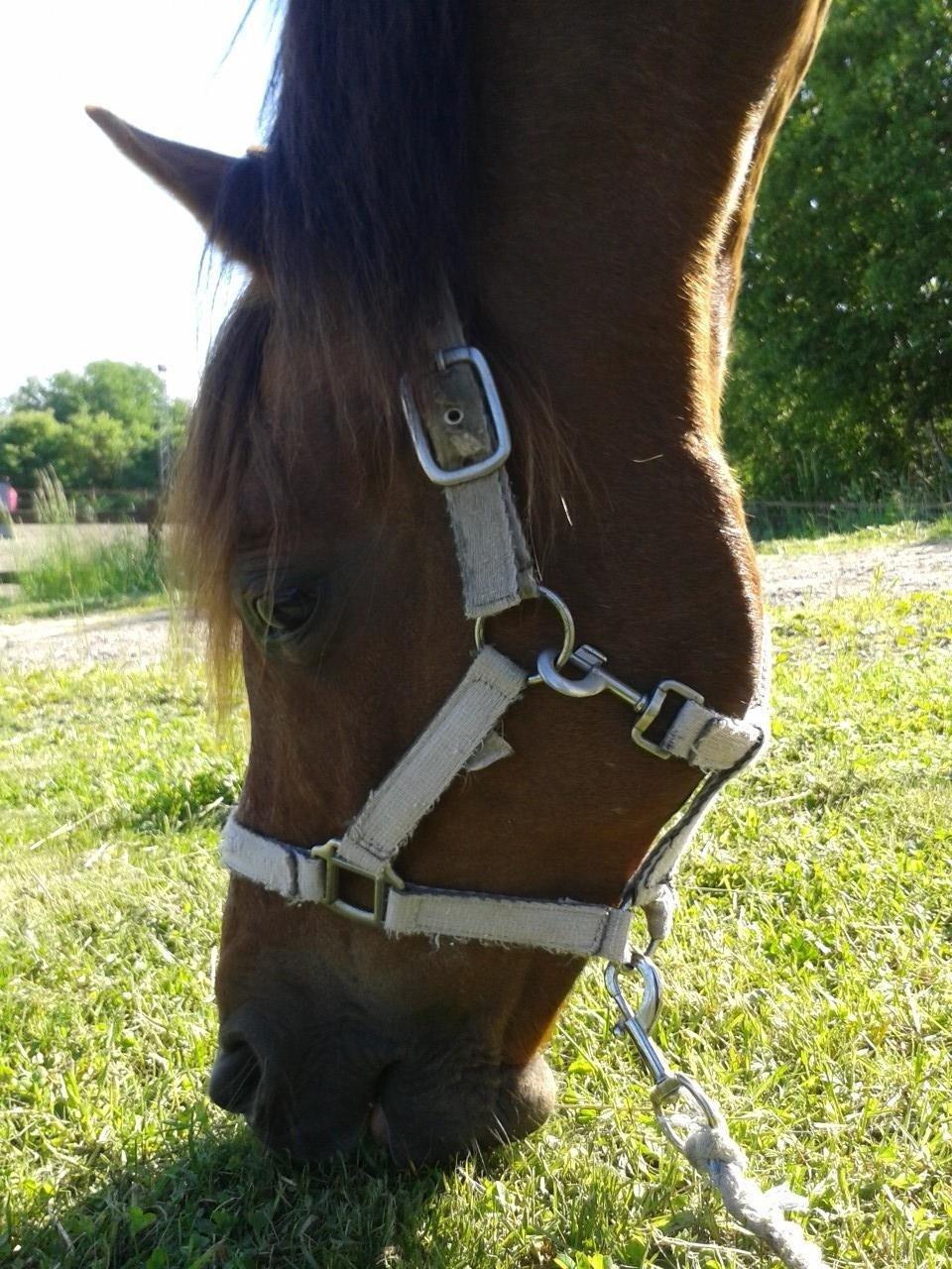 DSP Prima Donna <3 billede 5