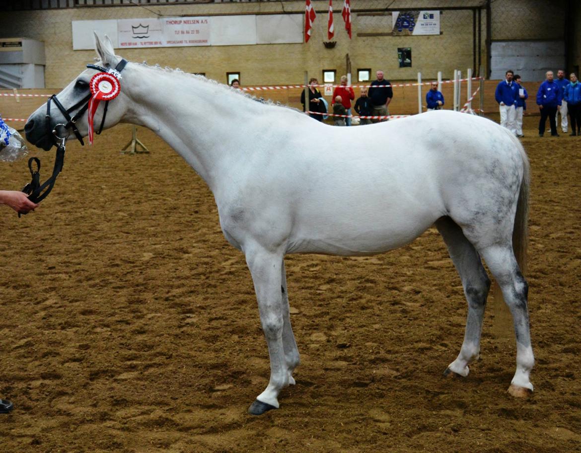 DSP Steensgårdens Gatsby *mini Lucy* billede 3