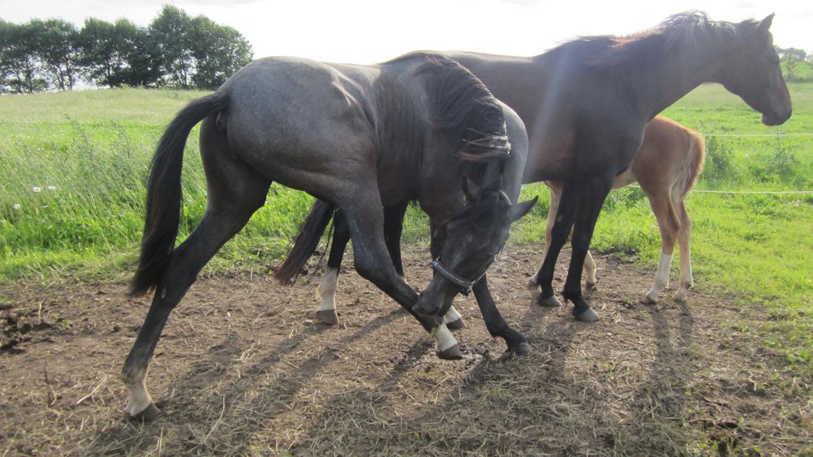 Dansk Varmblod Stendalsgaards Lantana Hit billede 6