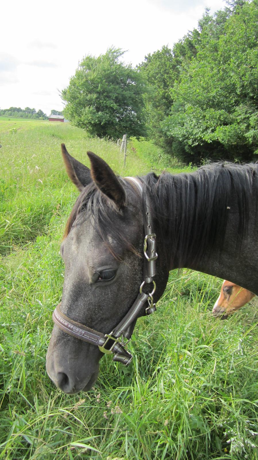 Dansk Varmblod Stendalsgaards Lantana Hit billede 7