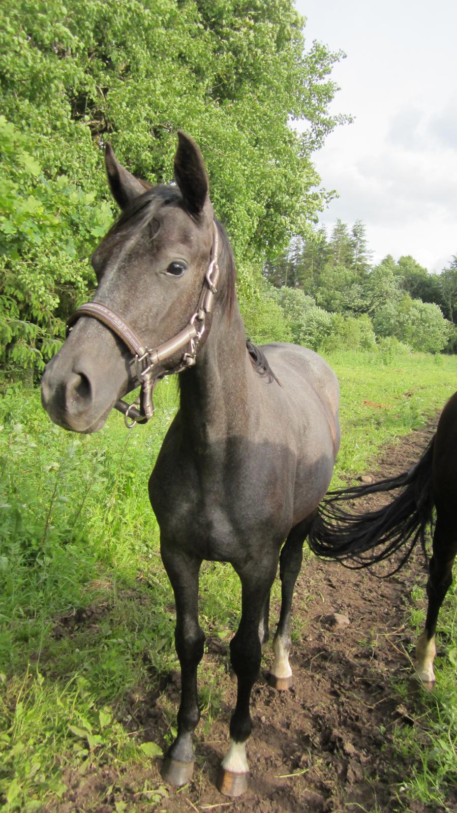 Dansk Varmblod Stendalsgaards Lantana Hit billede 5
