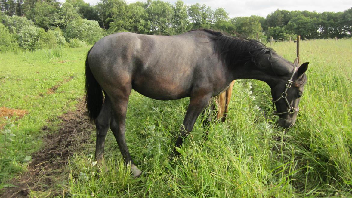 Dansk Varmblod Stendalsgaards Lantana Hit billede 8