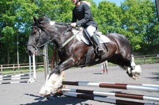 Irish Cob Sir charles - Flyver billede 9