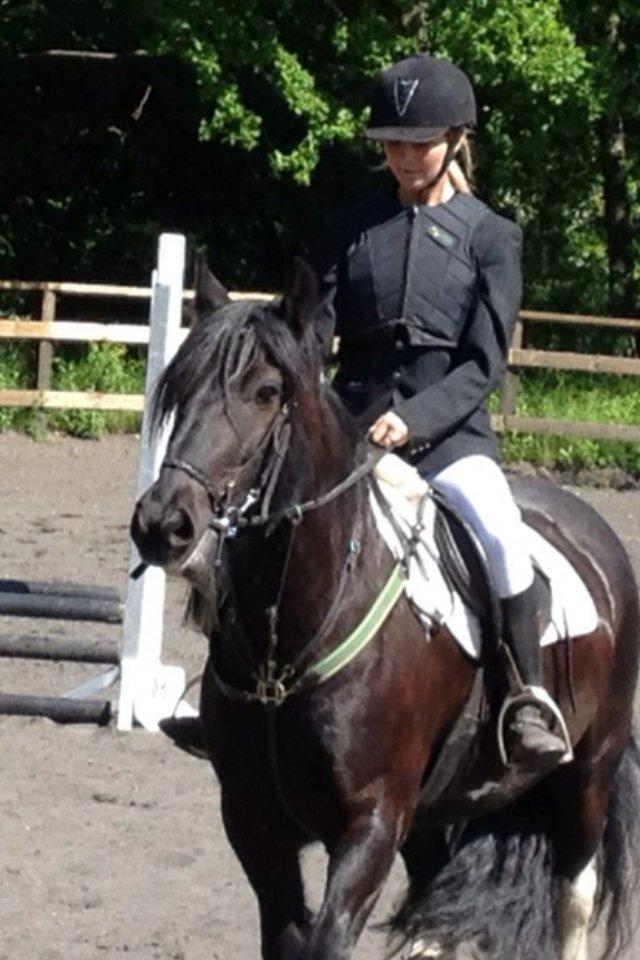 Irish Cob Sir charles - Skatten  billede 11