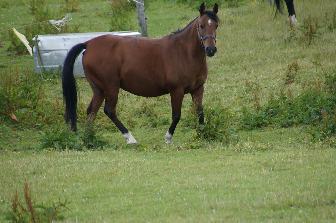 Anden særlig race Low Lime billede 5