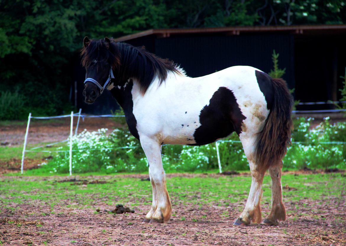 Irish Cob Crossbreed Skovperlens Sirius - Sirius 1 år!! Juni 2013 billede 15