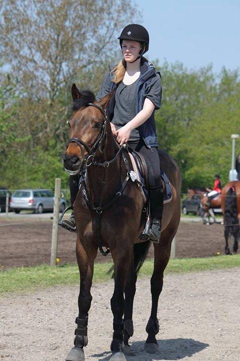 Holstener Cassiopeia - Foto Susanne Gravgaard Jørgensen :) billede 4