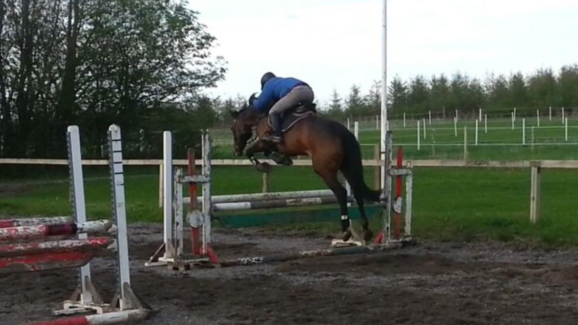 Holstener Cassiopeia - Med Søren Hedegaard billede 6