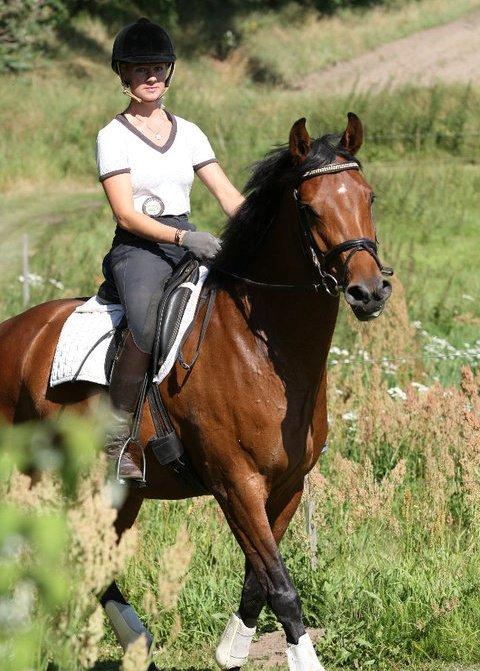 Hannoveraner Festina - Knigges gamle rytter billede 15
