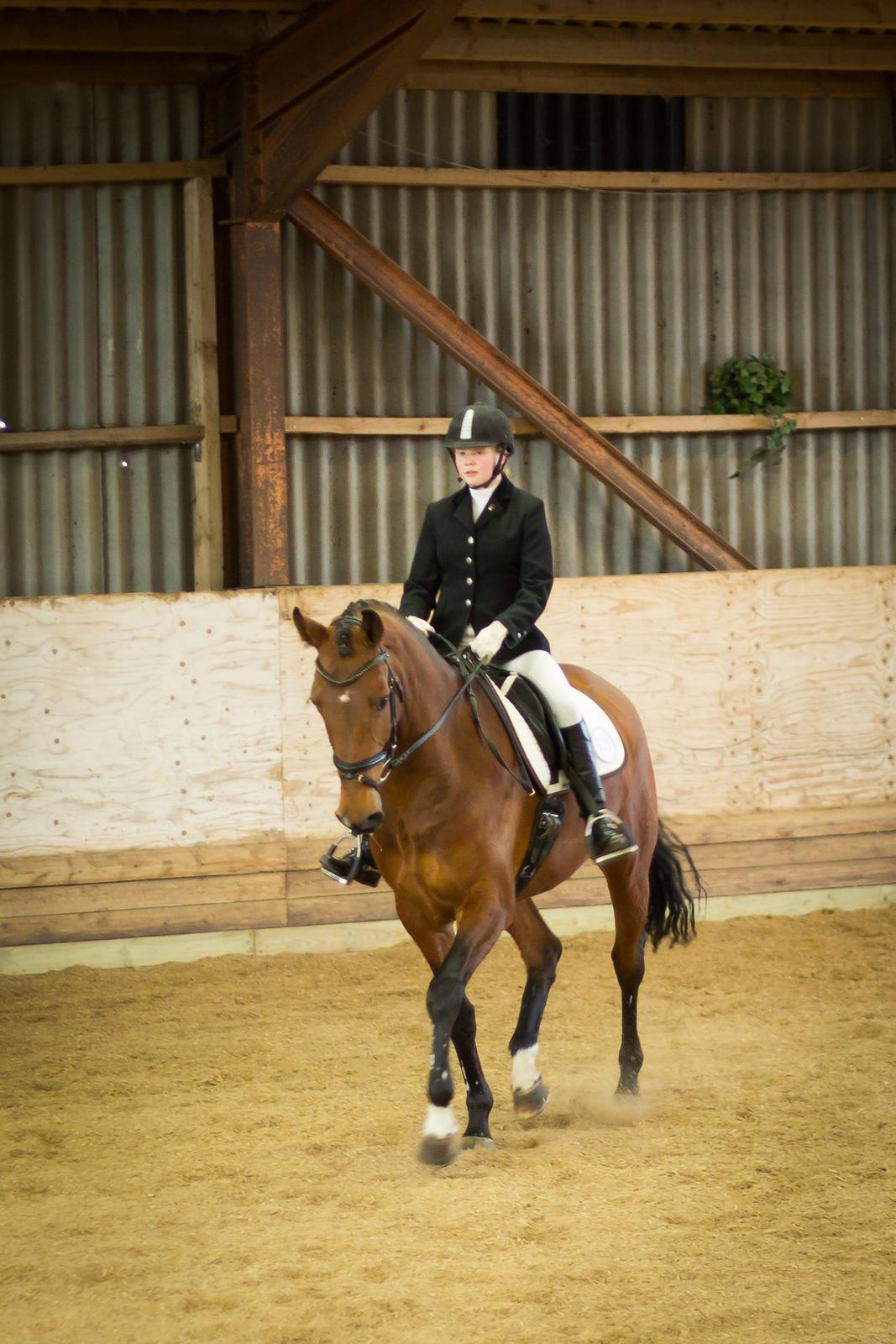 Hannoveraner Festina billede 11