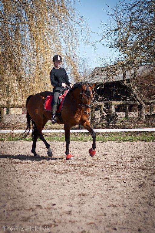 Hannoveraner Festina - træning  billede 2