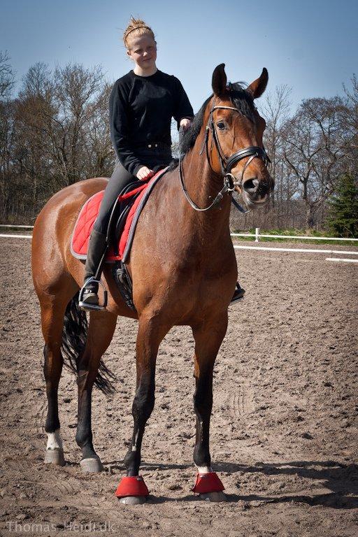 Hannoveraner Festina billede 9