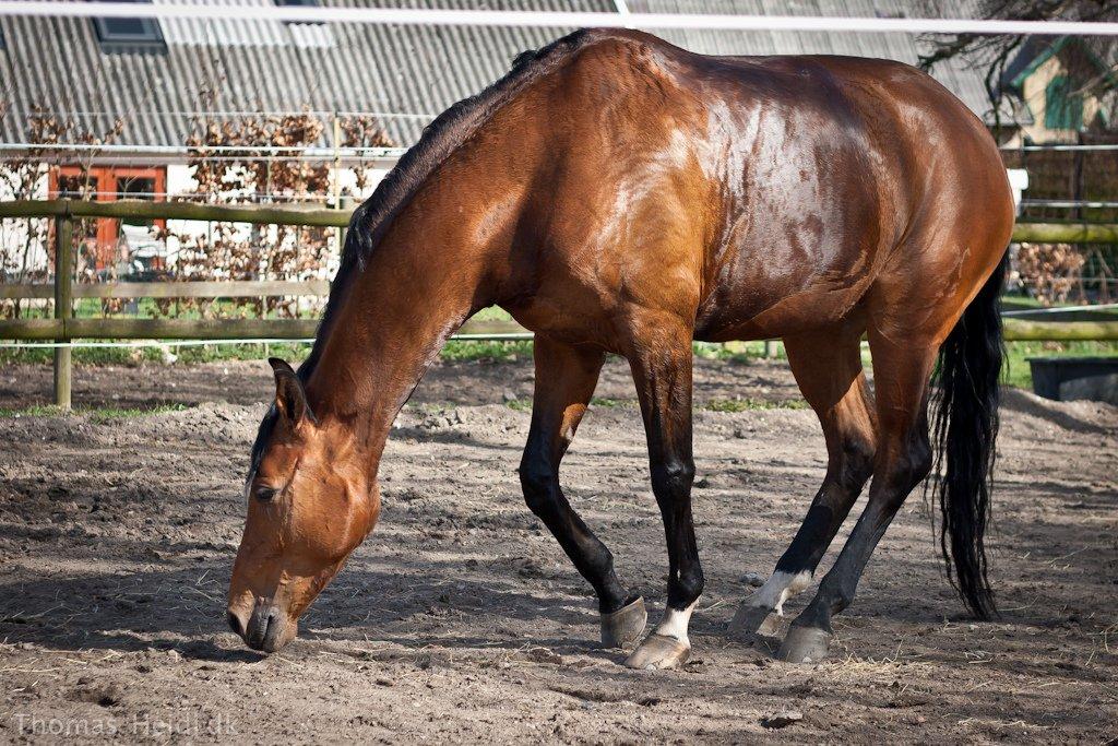 Hannoveraner Festina billede 17